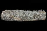 Permian Reptile (Captorhinus) Jaw Section - Oklahoma #79470-1